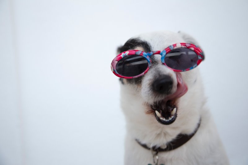 Hunde haben verschiedene Persönlichkeiten 