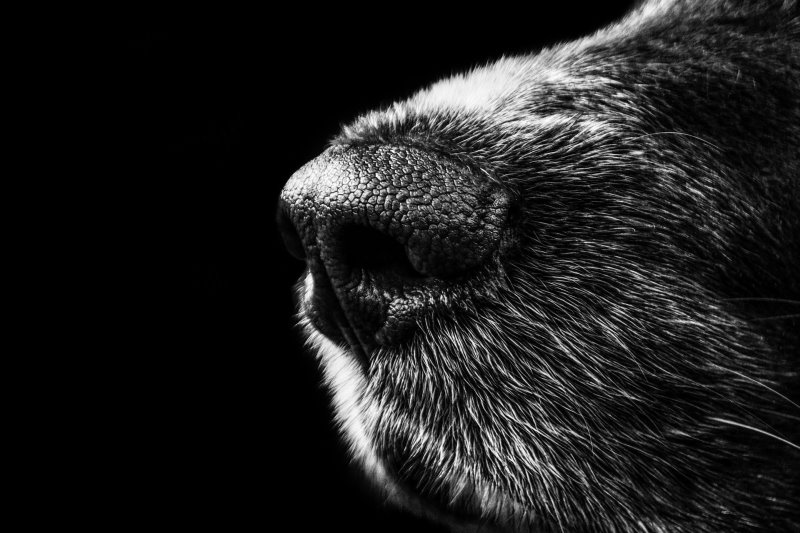 Hund-Geruchssinn Nase von einem Hund