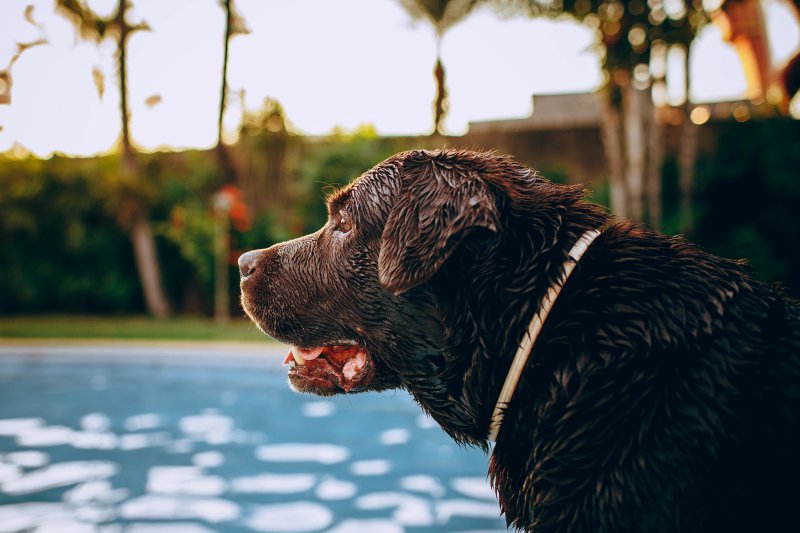 Hund am Wasser