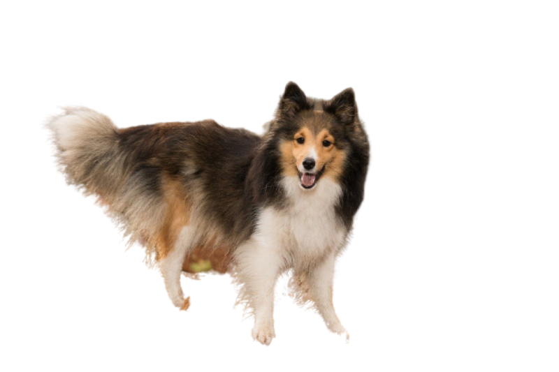 Shetland Sheepdog (Sheltie) im Porträt