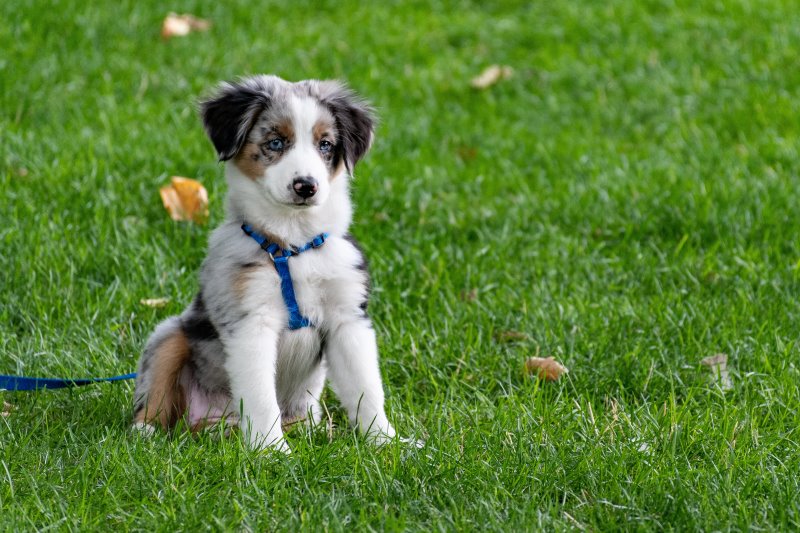 Aufmerksamkeit des Hundes beim Longieren