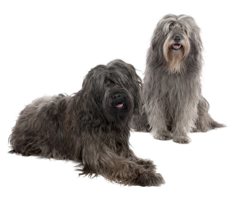 Spanische Hunderassen Katalanischer Schäferhund Zwei Katalanische Schäferhunde