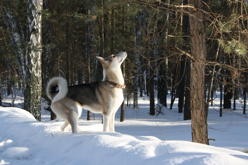 Laika im Schnee