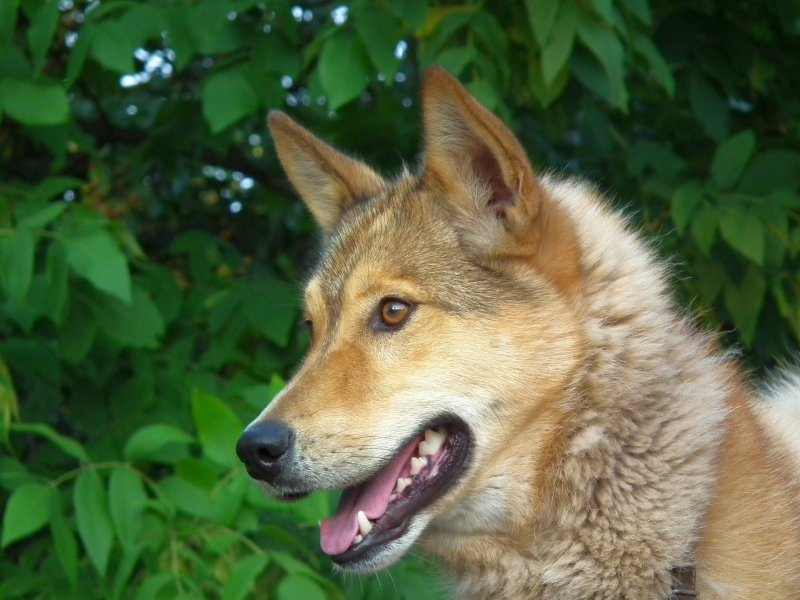 Ostsibirischer Liaka im Rasseportrait 