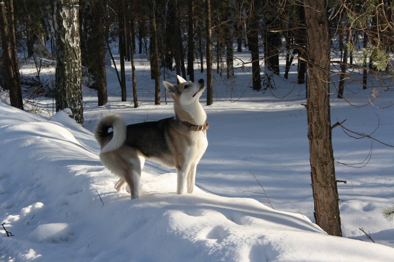 Ostsibirischer Laika im Schnee