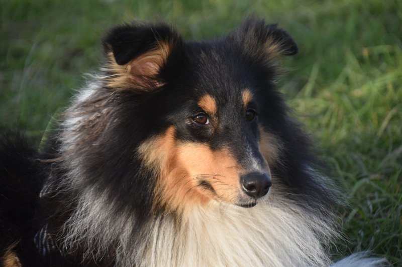 Shetland Sheepdog im Rasseportrait