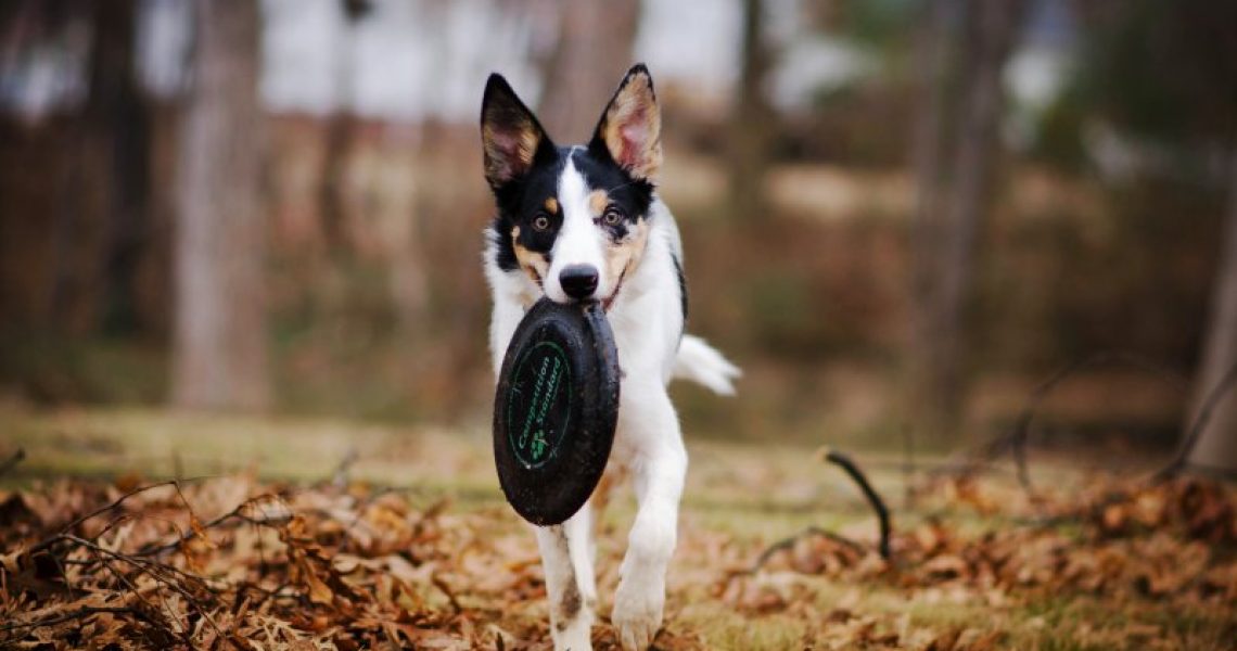 Ein Hund läuft mit einer Frisbee im Maul durch den Wald.