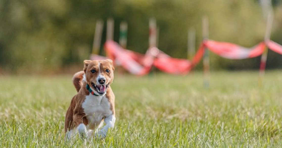 Longiertraining mit Hund